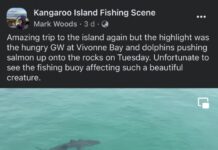Great white shark tangled with buoy spotted at Vivonne Bay
