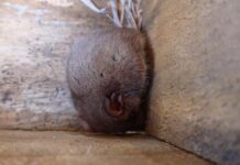 Joy for nest box volunteers as little pygmy-possums found in unburned area