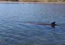 Pygmy right whale spotted by fishers on Shoal Bay