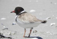 KI’s hoodies have tough breeding season, busy beaches no sanctuary