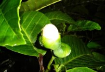 KI researchers find clues on a unique tropical bat pollination system