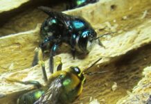 Search on for KI’s elusive, endangered green carpenter bees