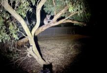 Letter: A dose of reality for koala situation on Kangaroo Island