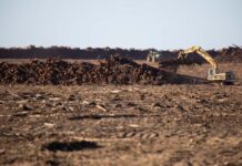 Minister approves new koala management plan for timber plantations on KI