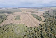 Timber harvesting halted on Kangaroo Island; government to introduce koala protection regulations