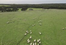 Next steps for SA’s sheep eID traceability system