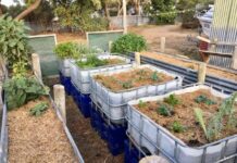 Wicking beds a great option in a drying climate on KI