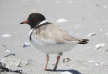 Grants for citizen scientists to safeguard SA’s native species, habitat and biodiversity