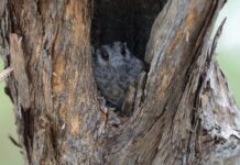 Whooo’s Hear? Kangaroo Island’s nocturnal bird survey results