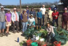 Friends of Parks take on lilies in the Western Districts