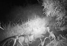 Little penguin colonies in decline across Kangaroo Island, except at Emu Bay