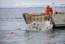 Snorkelling reef at Kingscote foreshore helps to ‘rewind’ ecosystem loss