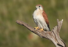 Rodenticides – what else are we poisoning on Kangaroo Island?