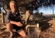 Feral cat blitz begins with a bang on Dudley Peninsula
