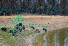 Surveillance for KI feral pigs funded as eradication reaches final phase