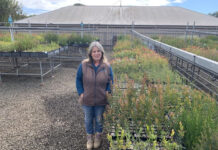 Native Kangaroo Island plants available from the Landscape Board