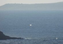 First right whale of 2024 season sighted off Cape Willoughby on Kangaroo Island