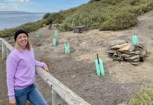 Chicks aplenty at Penneshaw’s North Terrace penguin colony