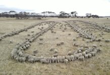 Drought resilience plan being developed for Kangaroo Island, region