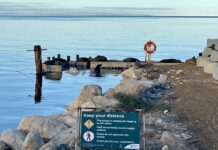 Fur seal euthanised at Kingscote jetty after being shot with arrow