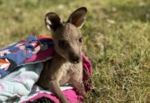 Animal collisions increase by 22 per cent year-on-year