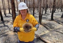 Big funding increase for RSPCA and animal welfare enforcement across SA