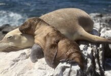 Kangaroo Island sea lion conservation project receives new funding from federal government