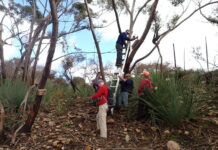 Kangaroo Island nest box volunteers nominated for Eureka Prize