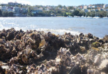 Alarm bells ring as ocean becomes too loud for baby oysters