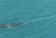 Keep watch for tangled humpback whales off Kangaroo Island