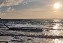 Letter: Deeply concerned about newborn whale death at Penneshaw