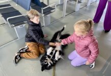 Time to register your loyal dog companions on Kangaroo Island