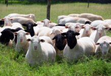 Avoid the financial pinch of sheep lice as detections increase