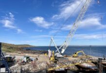 Department says ferry port construction did not play role in newborn whale stranding