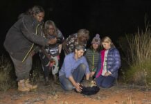 Kangaroo Island brushtail possums translocated to Northern Territory sanctuary
