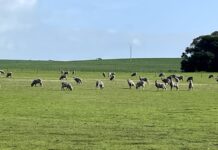 Liming – why doesn’t it always work? PIRSA and AgKI to the rescue