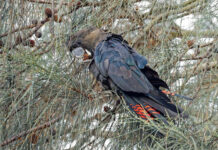 Glossy black-cockatoos prefer the fruits of ancient rocks, acidic soils