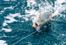 A sustainable source