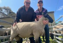 Skallemaro ram sale leads season