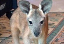 Kangaroo collisions jump