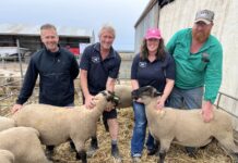 Holmans’ debut ram sale at Bark Hut