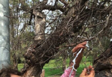 Mulberry Tree propagation project update sought