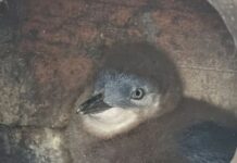 Record number of penguins spotted at Penneshaw