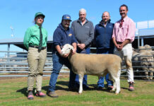 Outstanding offering at Ella Matta KI ram sale tops at $19,000