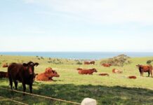 Abattoir stalled in stock crash