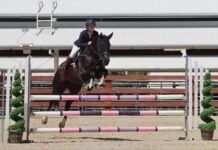 KI Pony Club members travel to Inter-Schools Horse Extravaganza at Tamworth