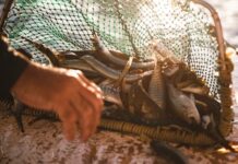 Have a say on new scalefish management plan