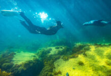 KI Ocean Safari offers new world-class experience