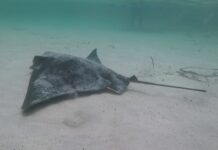 New rules for catching sharks, rays in South Australia