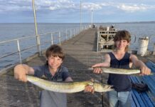 Big jetty snook at Kingscote on Kangaroo Island